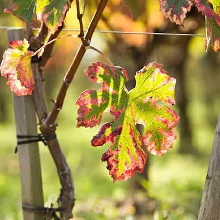 De Pavie